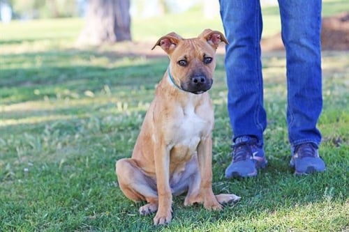 KODA - American Pit Bull Terrier / German Shepherd Dog available for adoption