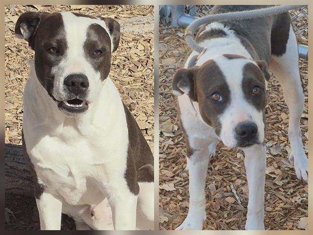 SPOTTY - Labrador Retriever available for adoption