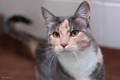RIOT - Domestic Short Hair for adoption in Rio Rancho
