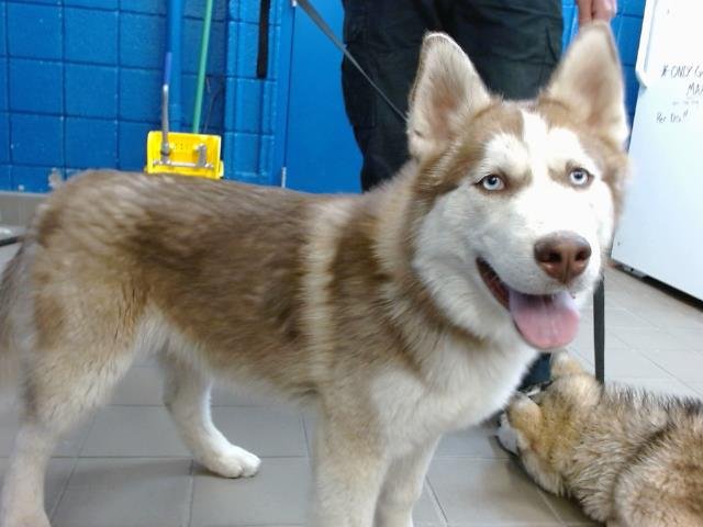 AKUMA - Husky available for adoption