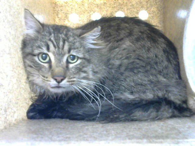 ALTI - Domestic Long Hair available for adoption