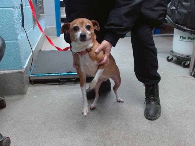 BUDDY - Chihuahua available for adoption