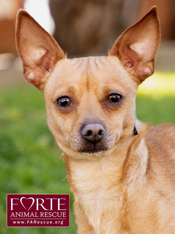 PRINCE - Chihuahua available for adoption