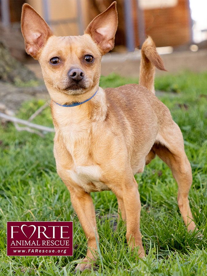 PRINCE - Chihuahua available for adoption