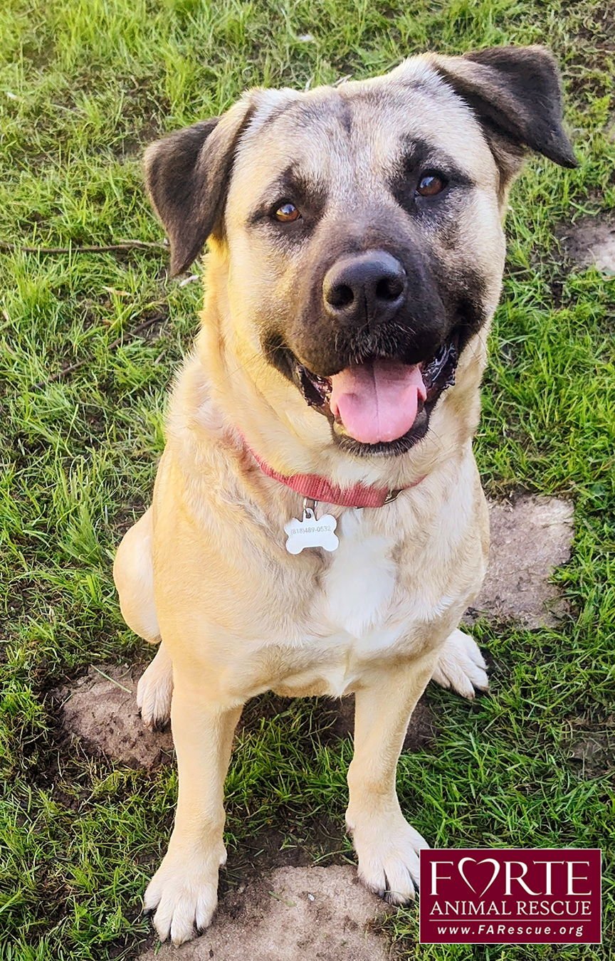 ANNIE - Akita / American Staffordshire Terrier available for adoption