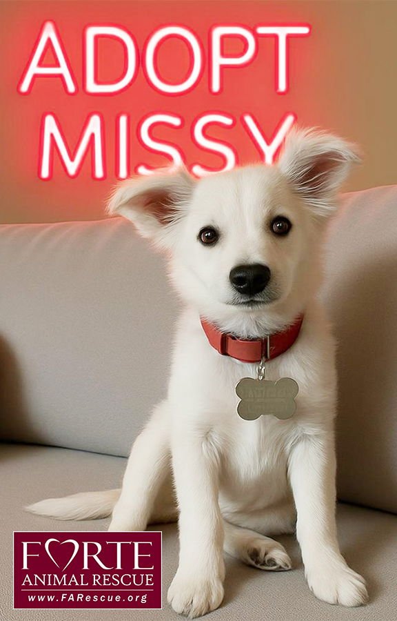 MISSY - American Eskimo Dog / Jack Russell Terrier available for adoption