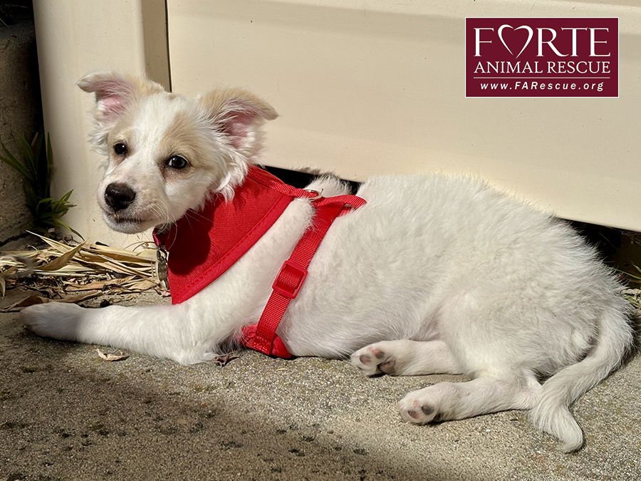MISSY - American Eskimo Dog / Jack Russell Terrier available for adoption