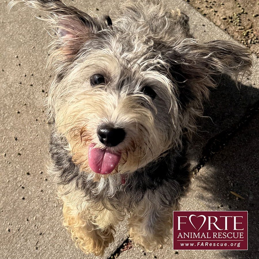PEANUT - Miniature Schnauzer / Yorkshire Terrier Yorkie available for adoption