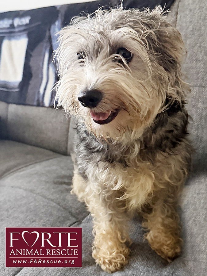 PEANUT - Miniature Schnauzer / Yorkshire Terrier Yorkie available for adoption