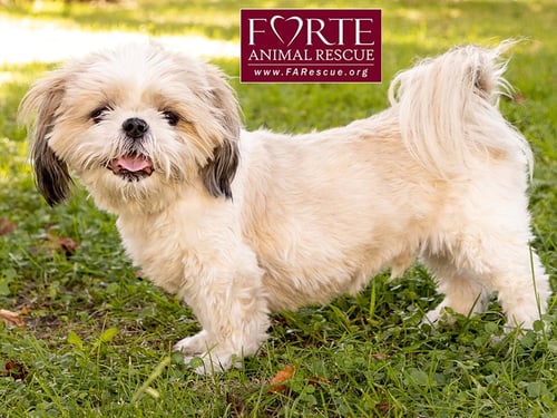 MAGIC - Shih Tzu available for adoption