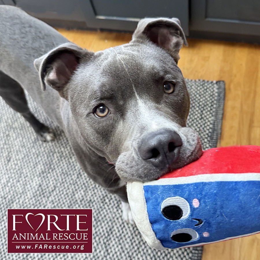 YOSHI - American Staffordshire Terrier available for adoption