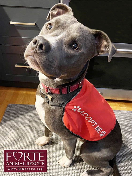 YOSHI - American Staffordshire Terrier available for adoption