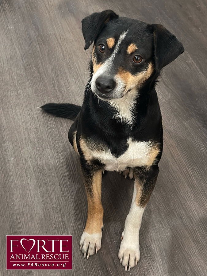 NOVO - Rat Terrier available for adoption