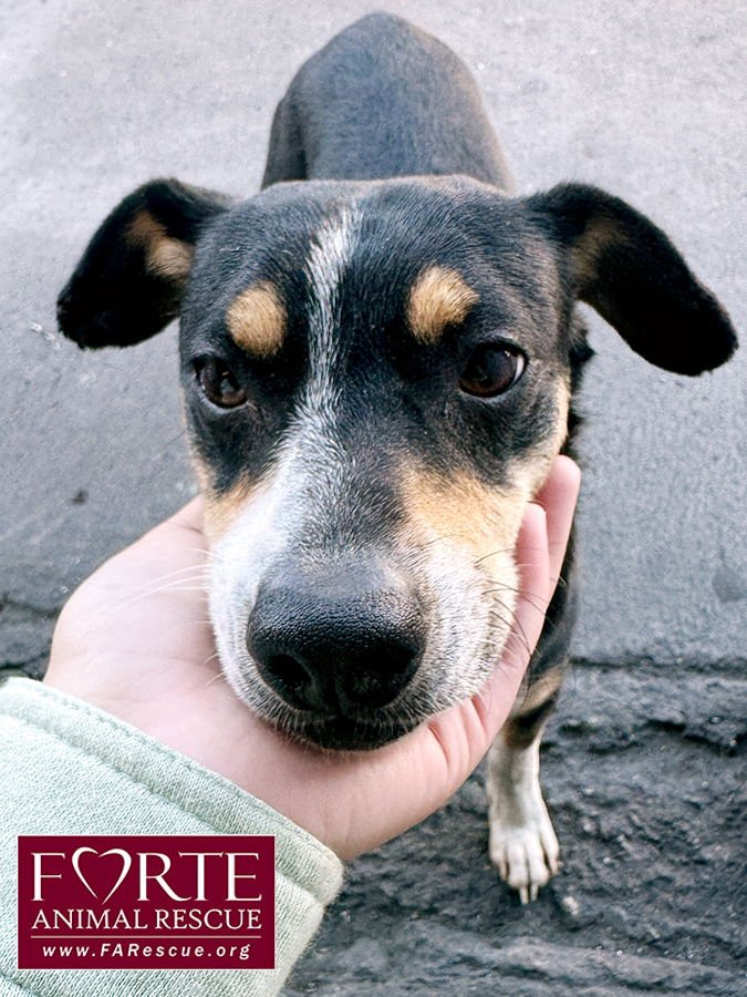 NOVO - Rat Terrier available for adoption