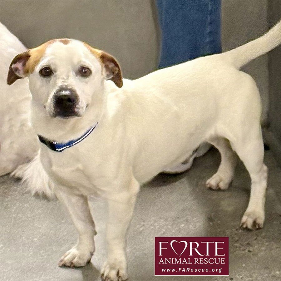 CARLOS - Beagle / Jack Russell Terrier available for adoption