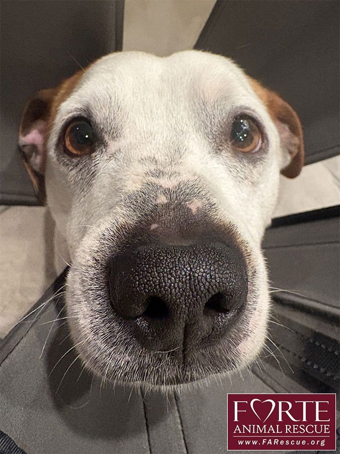 CARLOS - Beagle / Jack Russell Terrier available for adoption