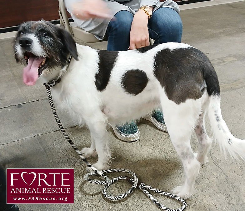 ROKKY - Airedale Terrier / Border Collie available for adoption