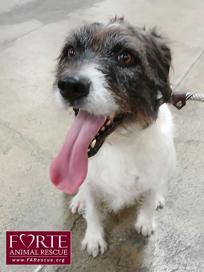 ROKKY - Airedale Terrier / Border Collie available for adoption