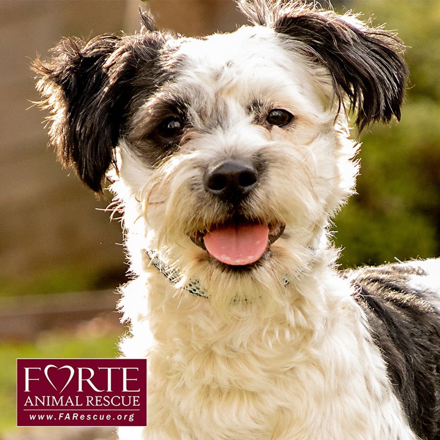 CARL - Poodle (Miniature) / Cattle Dog available for adoption