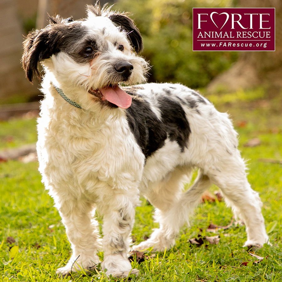 CARL - Poodle (Miniature) / Cattle Dog available for adoption