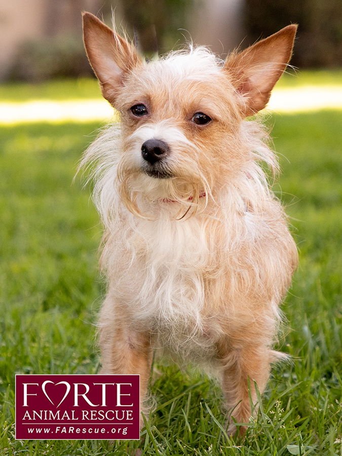LADY - Border Terrier / Chihuahua available for adoption