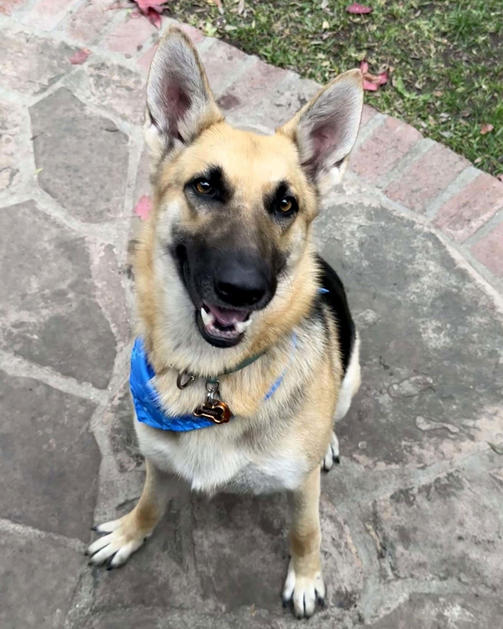PRAGEDES - German Shepherd Dog available for adoption