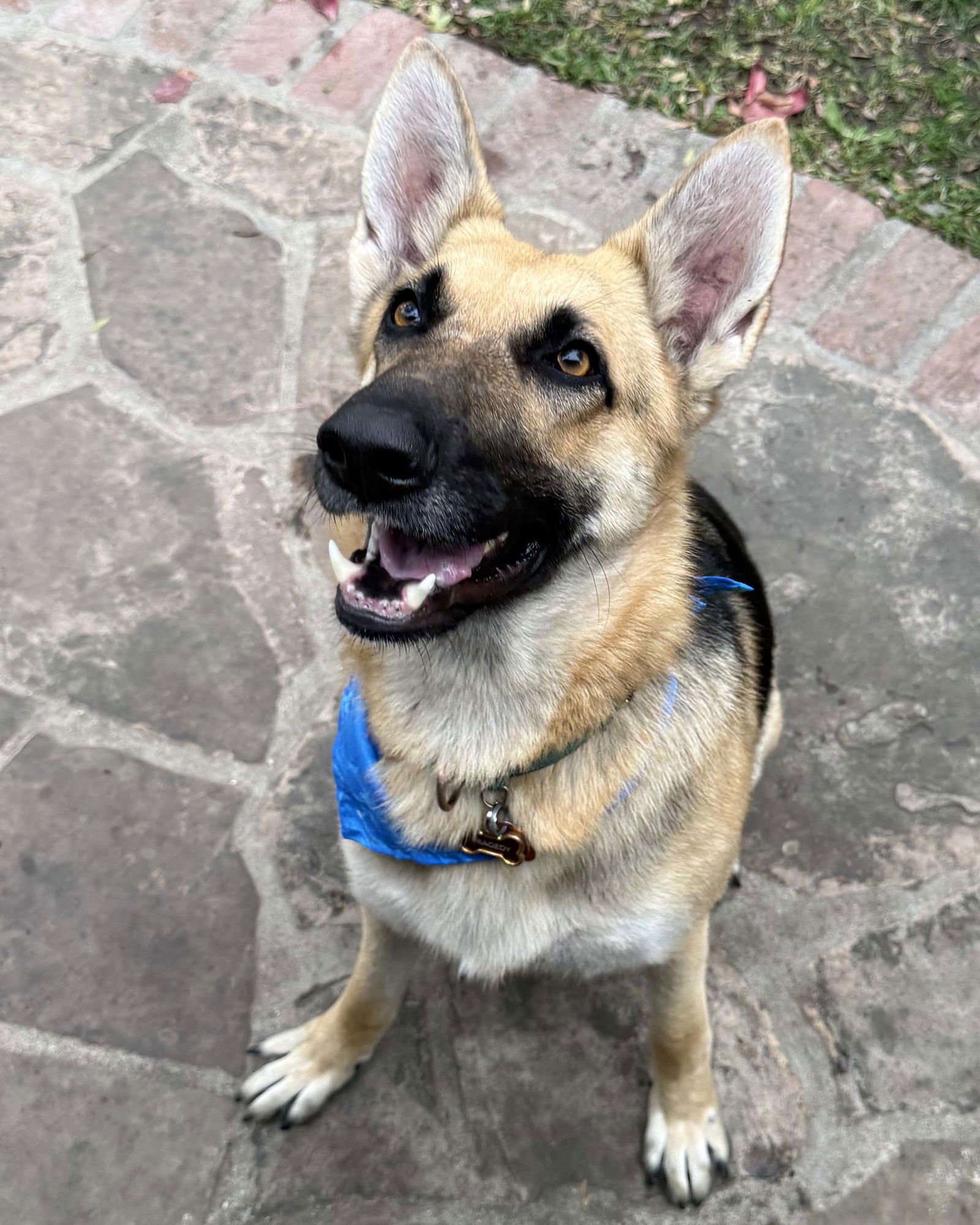 PRAGEDES - German Shepherd Dog available for adoption