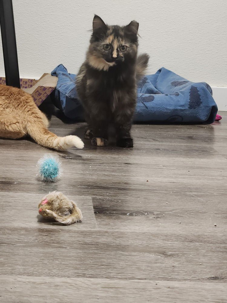 BROOKLYN - Domestic Long Hair / Domestic Short Hair available for adoption