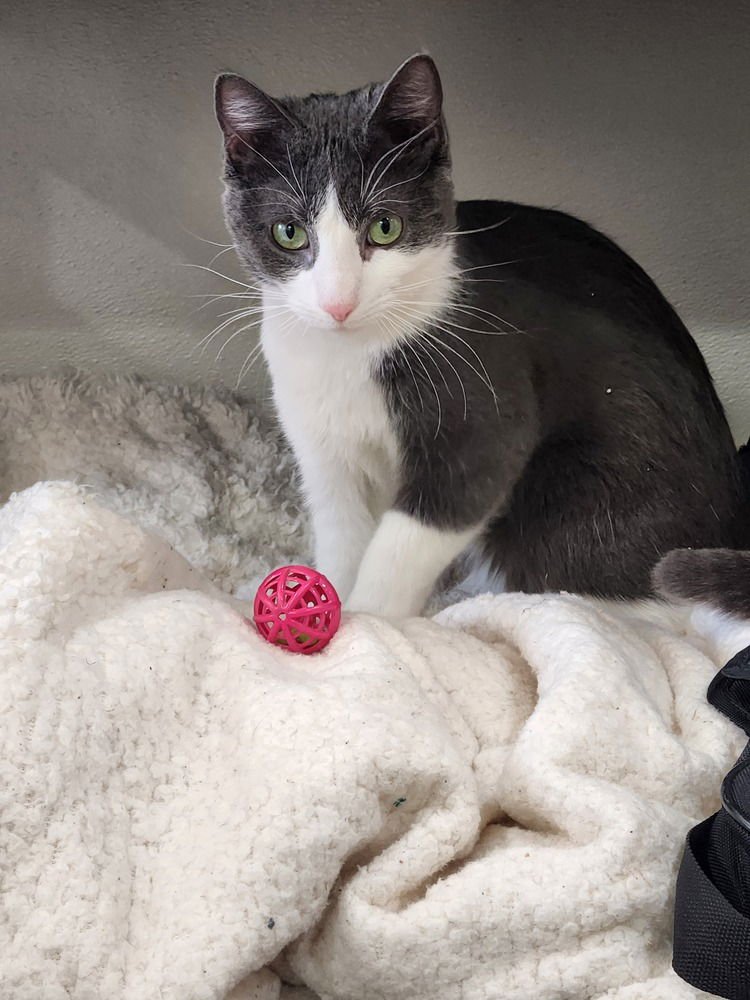 FRANK #2 - Domestic Short Hair available for adoption