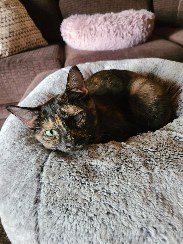 AZALEA - Domestic Short Hair / Domestic Short Hair available for adoption