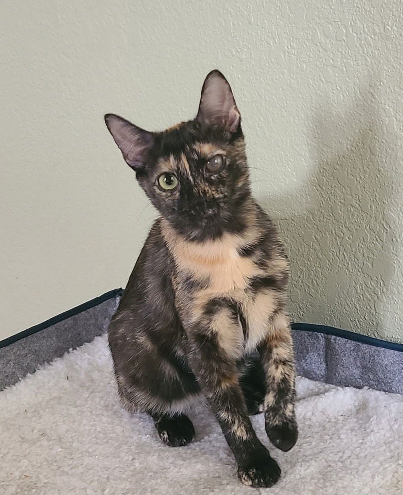 AZALEA - Domestic Short Hair / Domestic Short Hair available for adoption