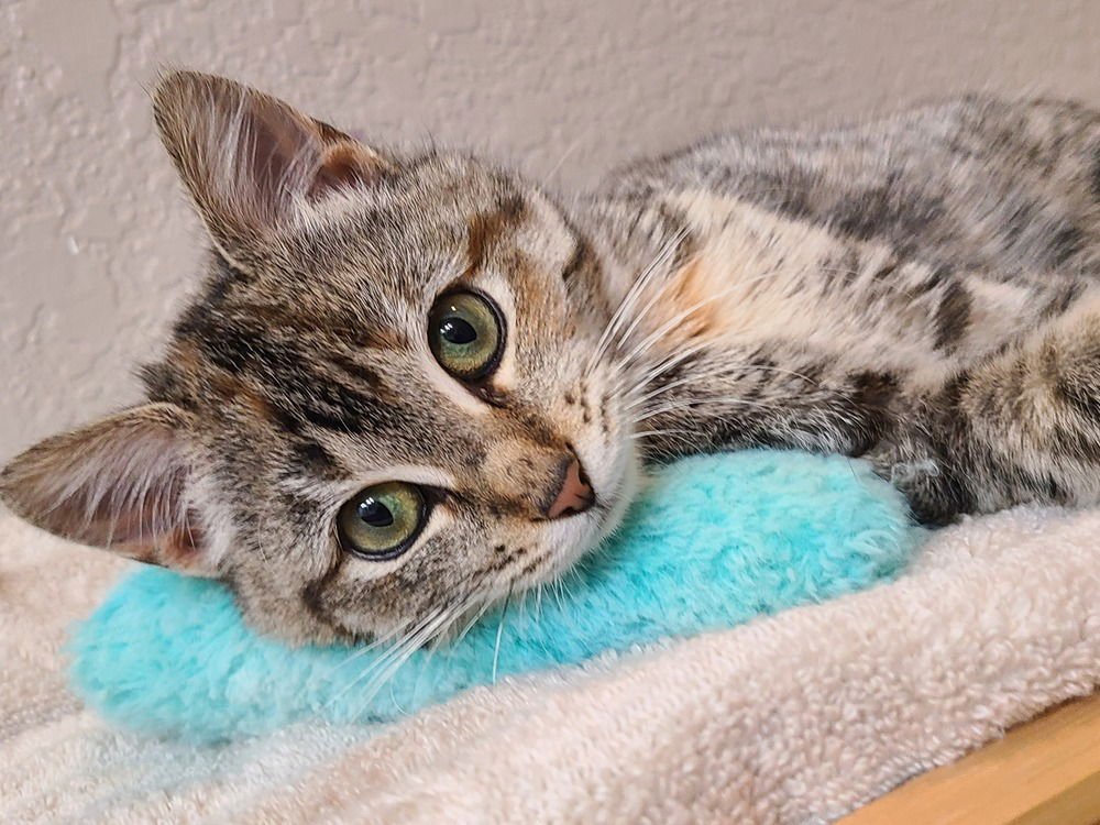 SARATOGA - Domestic Short Hair available for adoption