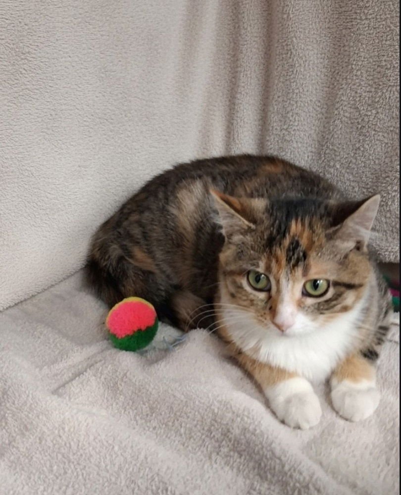 CAPRICE - Domestic Short Hair / Calico available for adoption