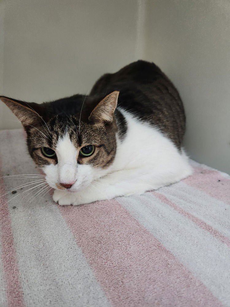 A.K. - Domestic Short Hair / Domestic Short Hair available for adoption