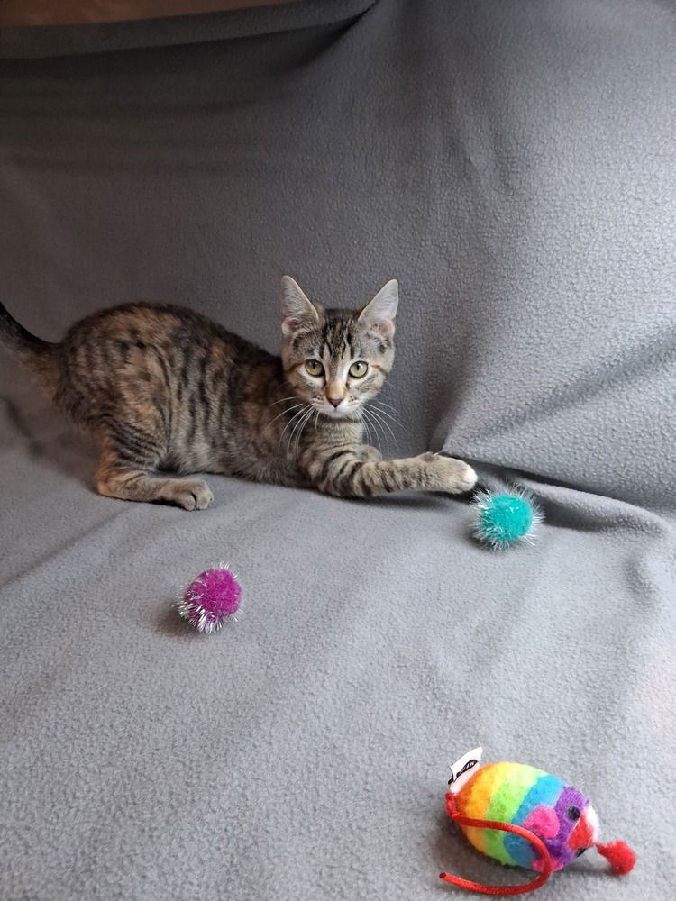 MARINE - Domestic Short Hair / Domestic Short Hair available for adoption