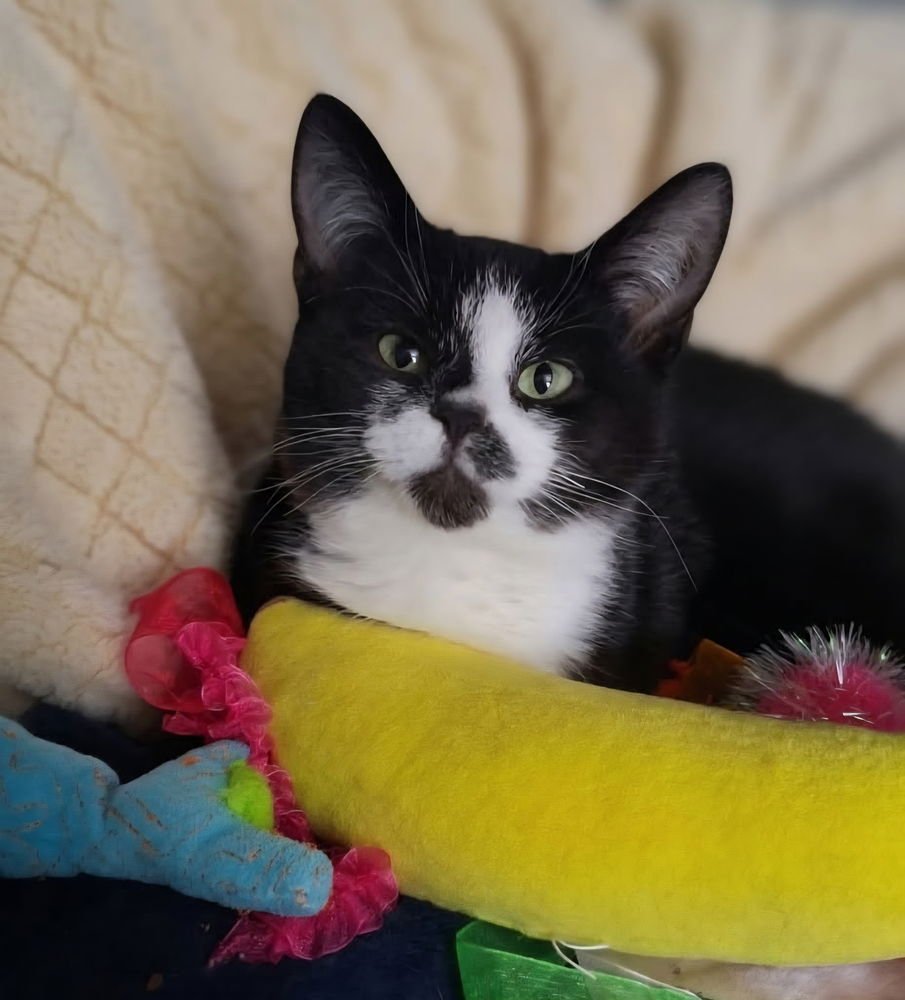 TWILIGHT - Domestic Short Hair available for adoption