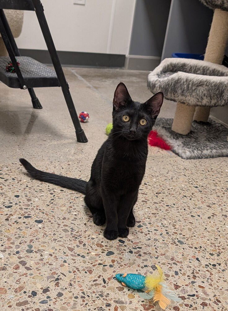 IZZI - Domestic Short Hair available for adoption