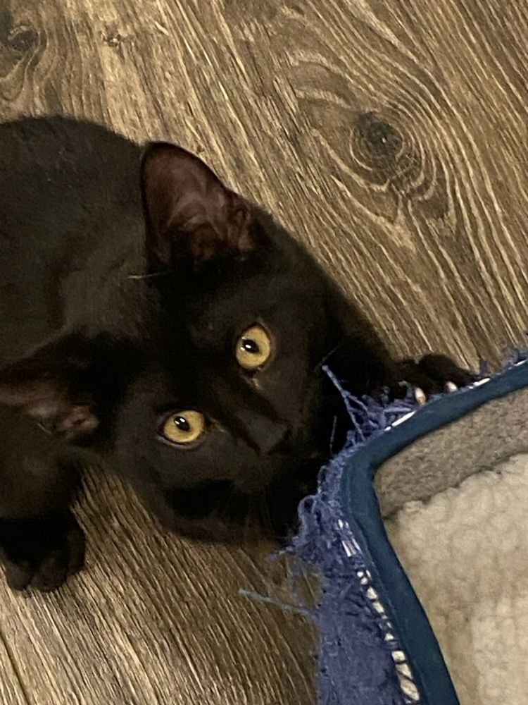 IZZI - Domestic Short Hair available for adoption