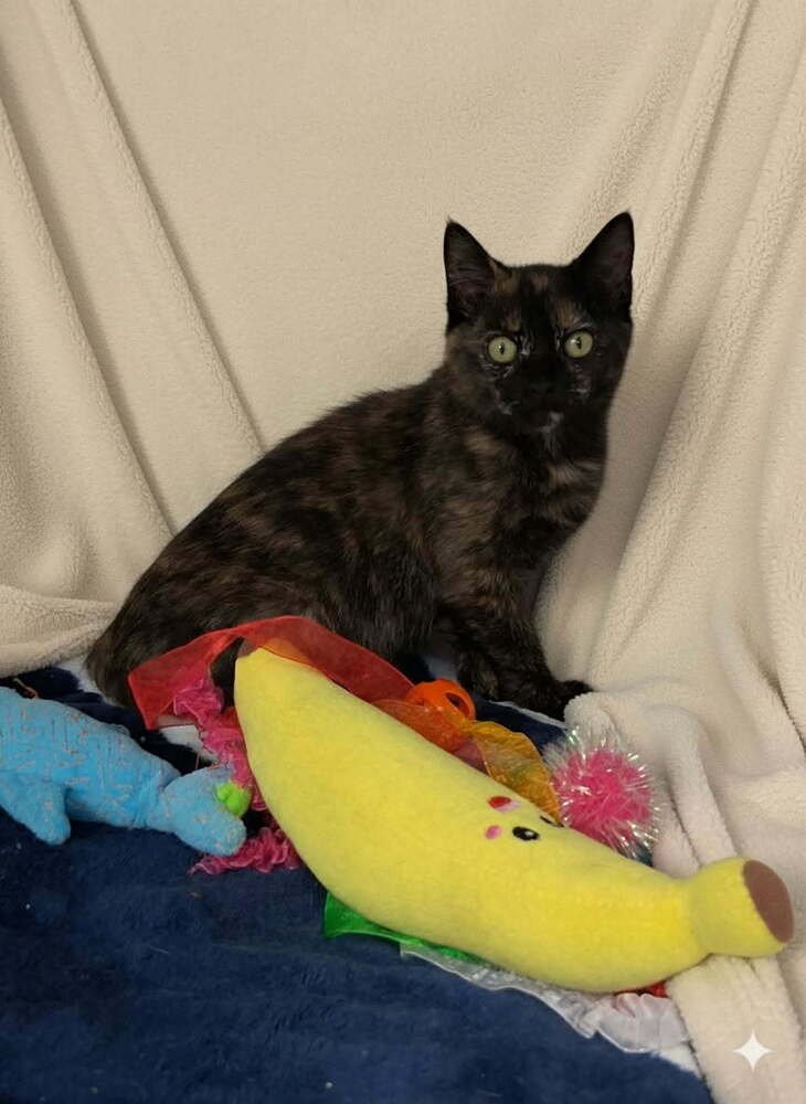 WHIMSY - Domestic Short Hair / Domestic Short Hair available for adoption