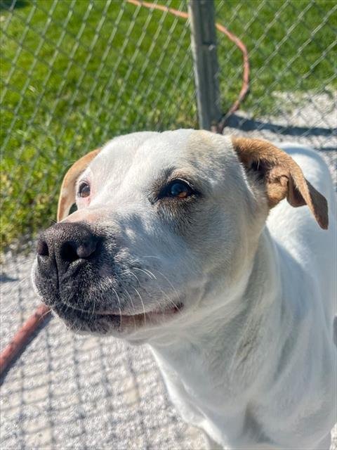 SUSANNAH - Labrador Retriever for adoption in Fayetteville