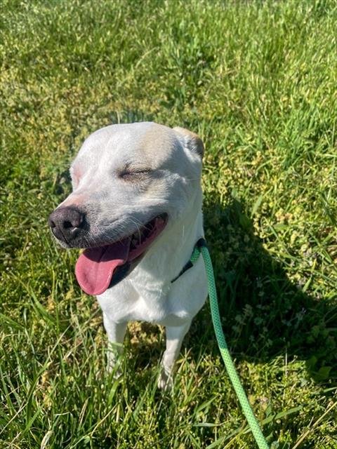 SUSANNAH - Labrador Retriever for adoption in Fayetteville