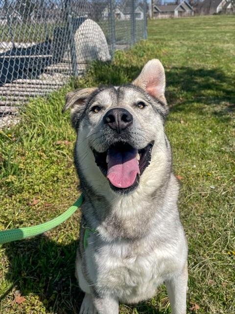 HUSK THE M.D. - Husky for adoption in Fayetteville