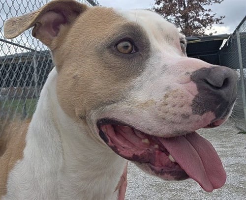 PO BOY - Pit Bull Terrier for adoption in Fayetteville