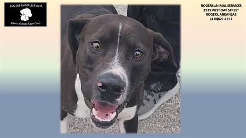 BRODIE - Pit Bull Terrier for adoption in Fayetteville