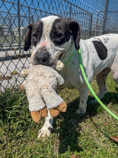 RUPERT - Hound for adoption in Fayetteville
