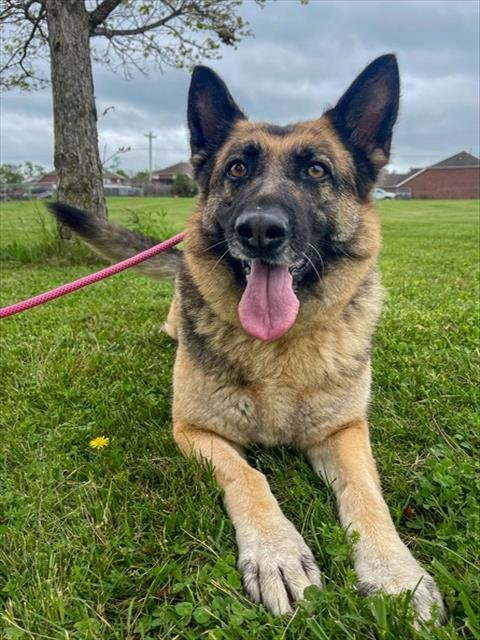 MANA - German Shepherd Dog for adoption in Fayetteville