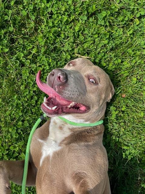 ACE - Pit Bull Terrier for adoption in Fayetteville