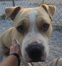 LIL' REGGIE - Photo 1