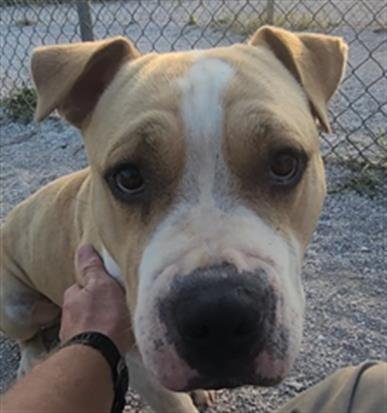 LIL' REGGIE - American Staffordshire Terrier for adoption in Fayetteville