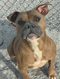 DUKE - Photo 1
